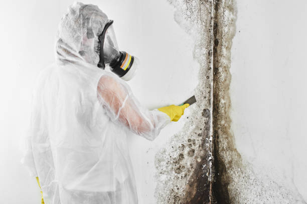 Water Damage Restoration in El Cenizo, TX