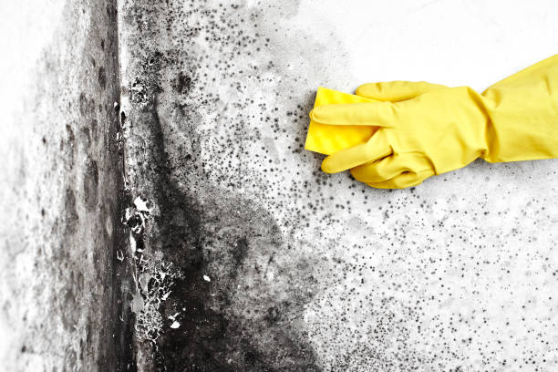 Best Best Mold Removal Companies  in El Cenizo, TX