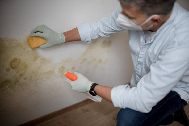 Best Mold Removal Near Me  in El Cenizo, TX
