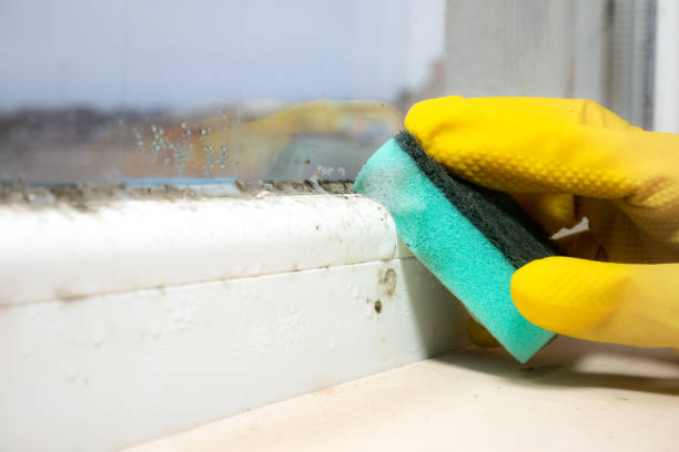 Best Mold Remediation  in El Cenizo, TX