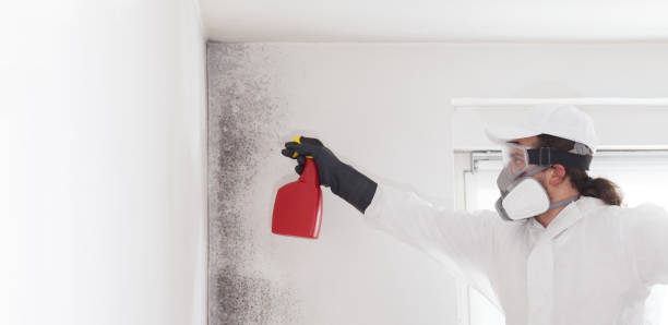 Best Toxic Mold Removal  in El Cenizo, TX
