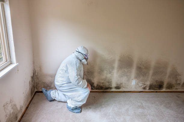 Best Mold Testing  in El Cenizo, TX