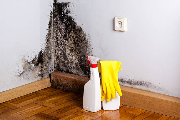 Reliable El Cenizo, TX Mold Removal Solutions