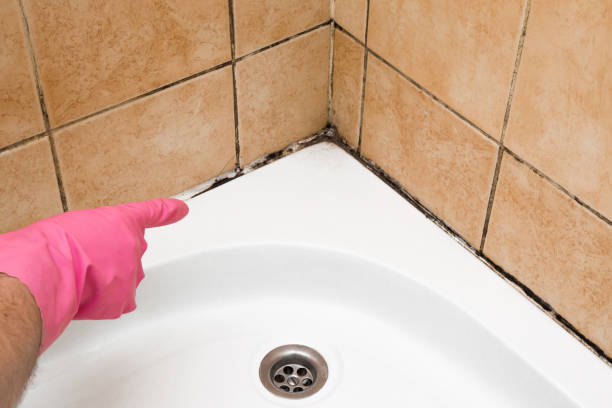 Best Emergency Mold Removal  in El Cenizo, TX